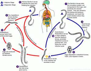 strongyloides-stercoralis-life-cycle