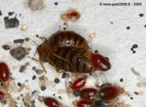 bed-bug-mating-reproduction-23