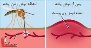مشخصات پشه خونخوار آنوفل / پشه آنوفل عامل بیماری سوپر مالاریا