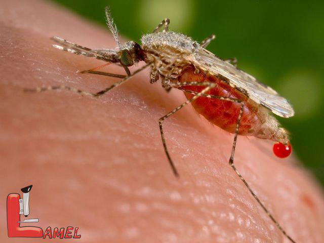 آشنایی با سوپر مالاریا / نکات مهم در مورد مالاریا