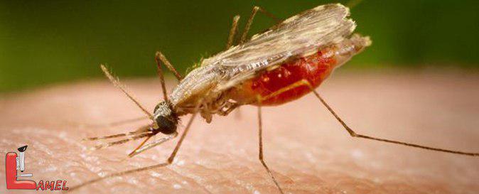علائم و نشانه های ابتلا به مالاریا / راه درمان مالاریا