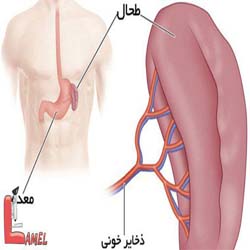 نکاتی مهم در مورد طحال و بیماری های آن/اسپلنکتومی چیست؟