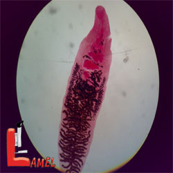 انگل دیکروسلیوم دندریتیکوم dicrocoelium dendriticum