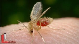 تغییر ژنتیکی در پشه آنوفل برای مقابله با مالاریا