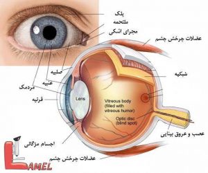 اطلاعاتی در مورد سرطان چشم و انواع آن / سرطان چشم کودکان / رتینوبلاستوما علت و درمان