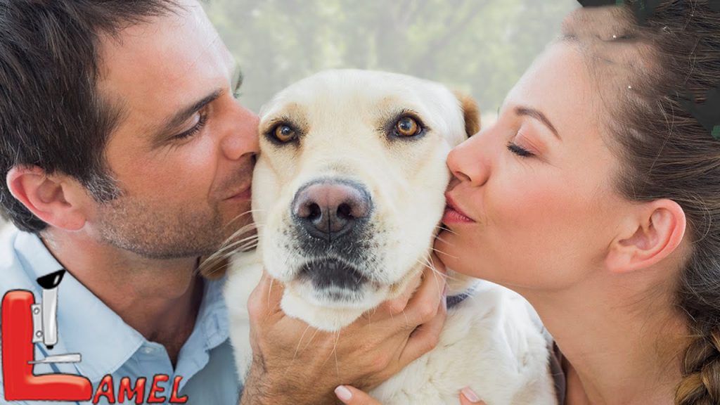 کیست هیداتید بیماری انگلی و مشترک بین انسان و دام