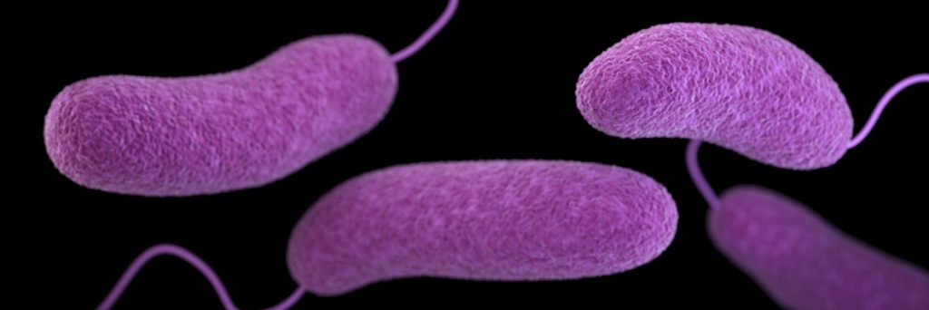 درباره باکتری ویبریو چه می دانید